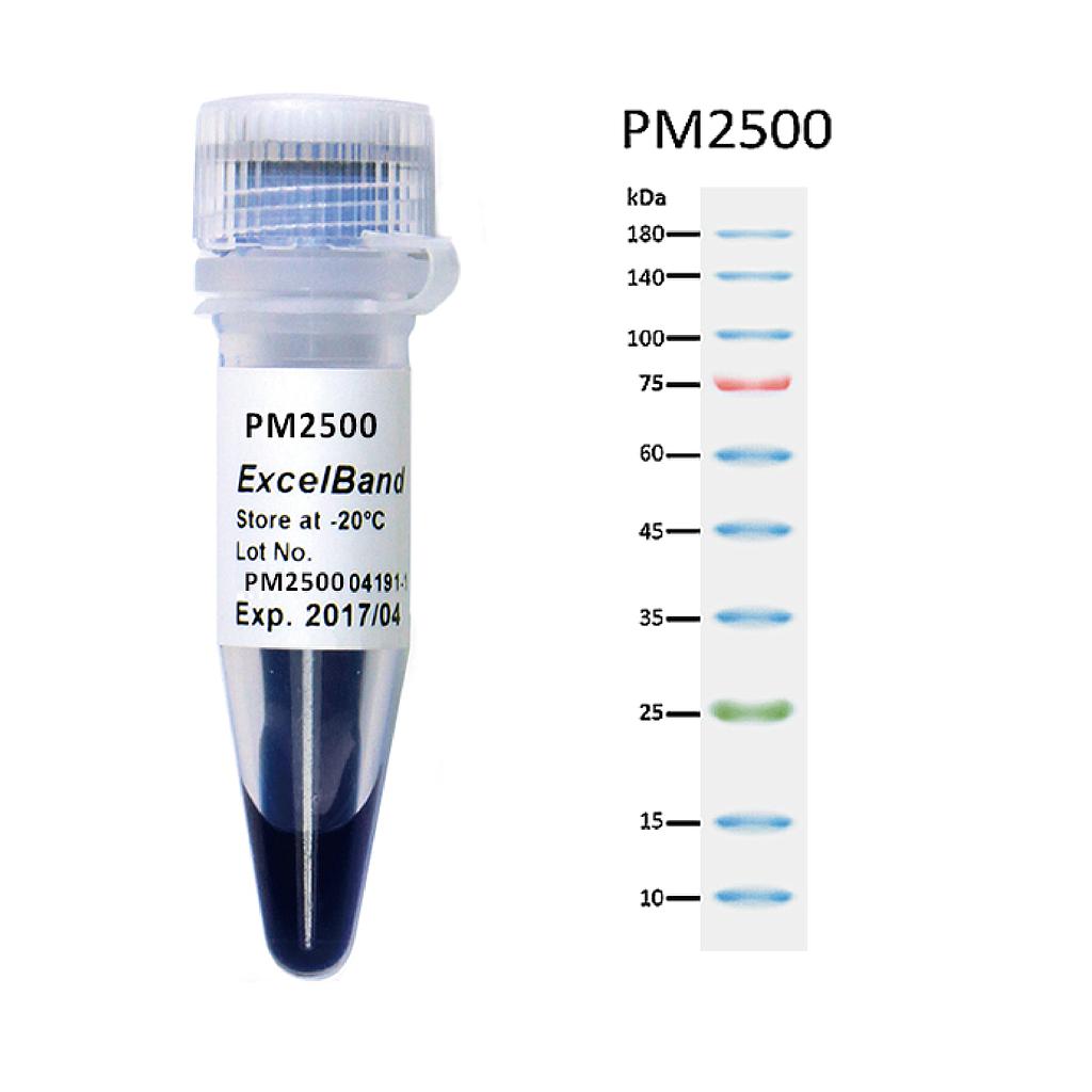 [PM2500] ExcelBand™ 3-color Regular Range Protein Marker (9-180 kDa), 250 μl x 2