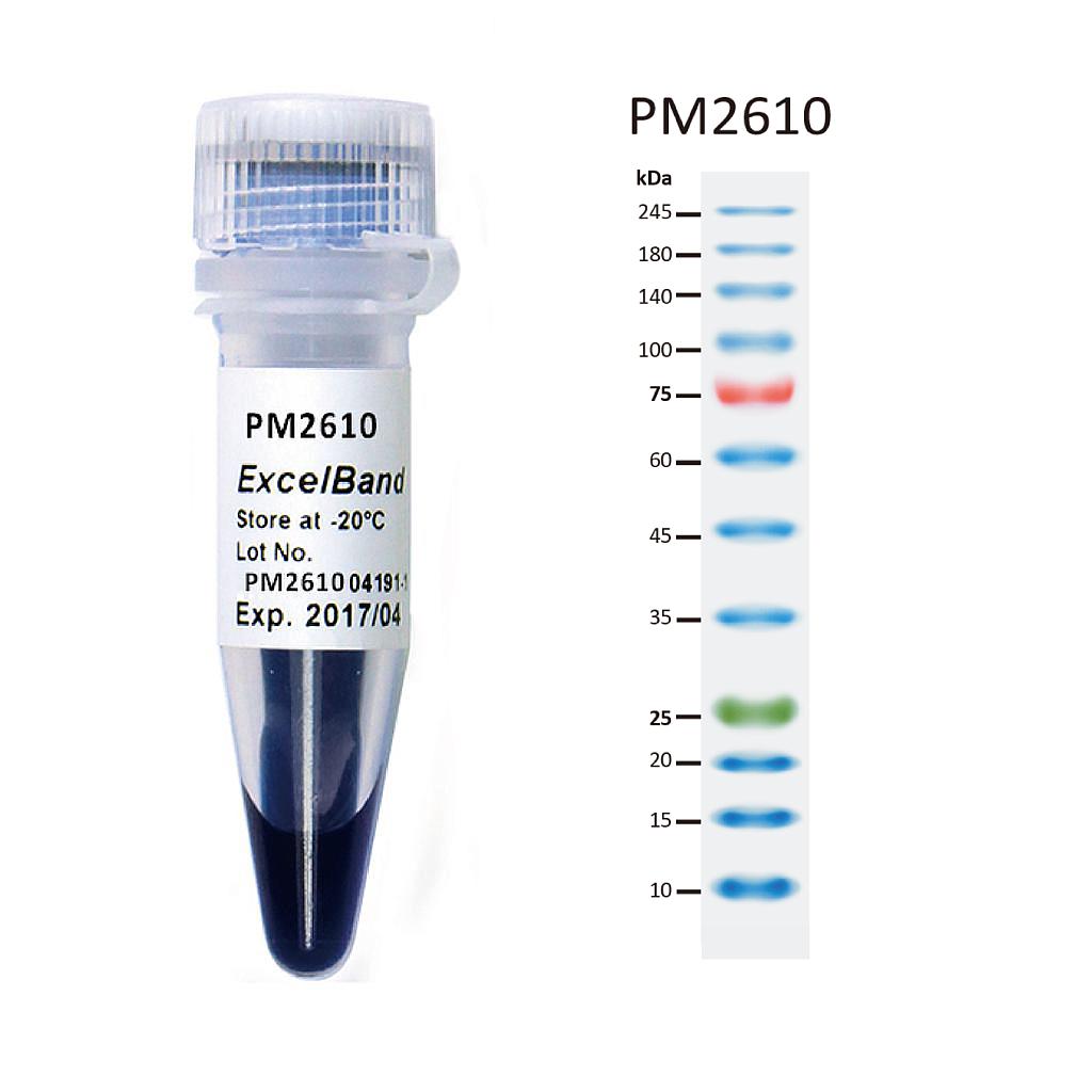 [PM2610] ExcelBand™ Enhanced 3-color High Range Protein Marker (9-245 kDa), 250 μl x 2