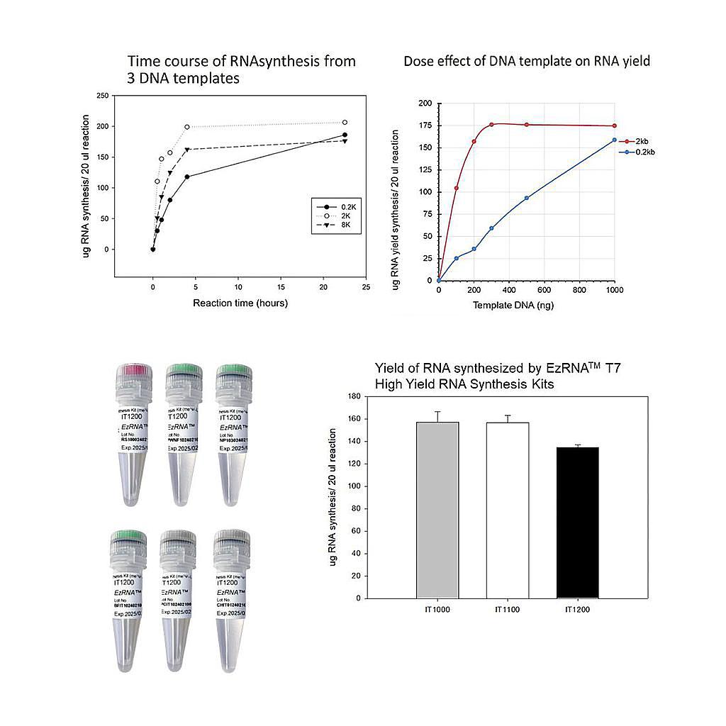 【IT1200】EzRNA™ T7 High Yield RNA Synthesis Kit (me1Ψ-UTP), 50 RXN