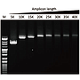 G-HiFi™ DNA Polymerase, (1 U/μl, 100 U)