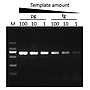 G-HiFi™ DNA Polymerase, (1 U/μl, 100 U)