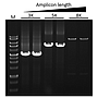 ExcelTaq™ 5X PCR Master Mix, 200 RXN